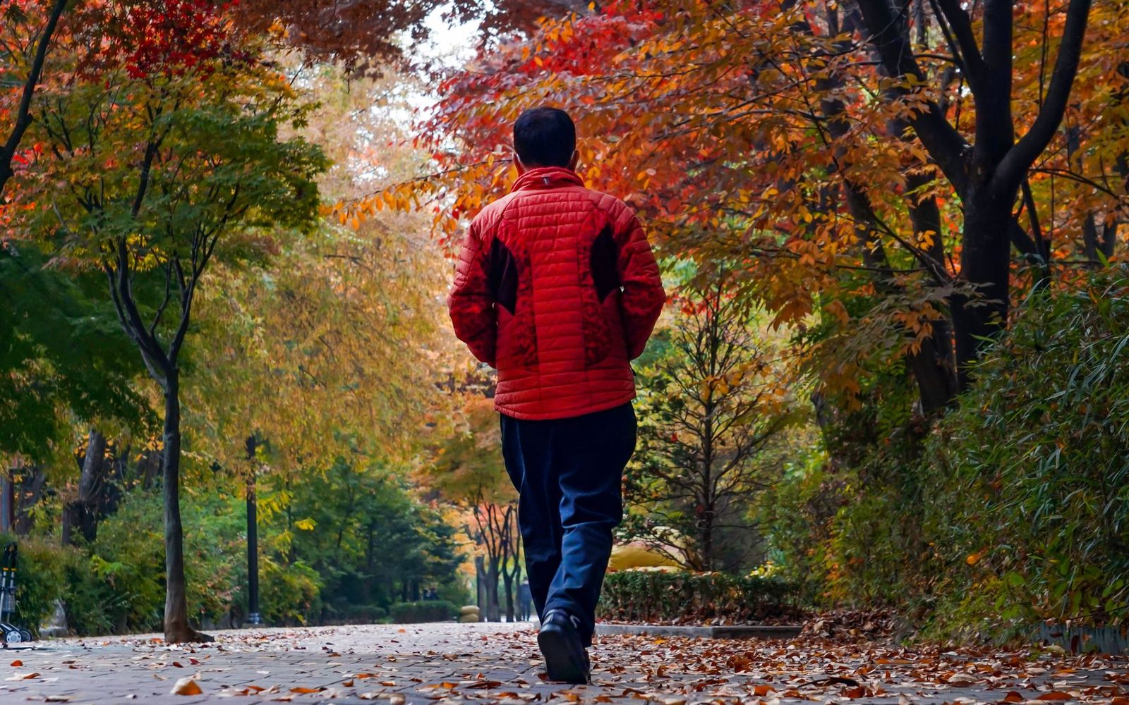 A person in a red jacket walking along a tree-lined path covered in autumn leaves.